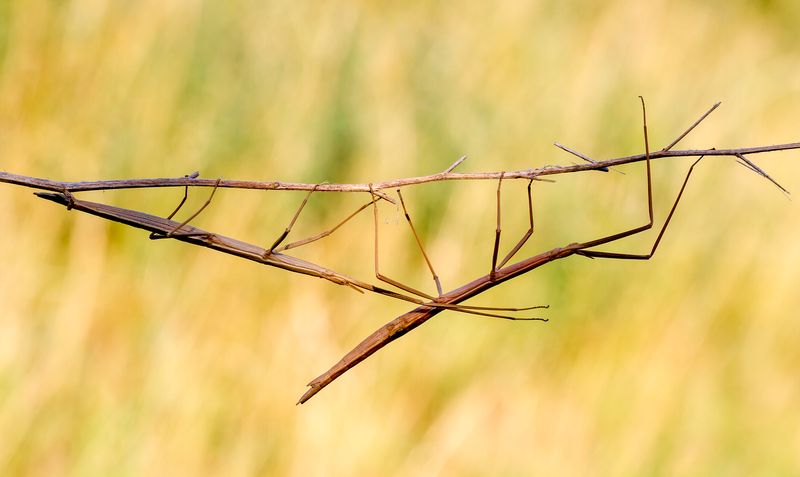 Stick Insect