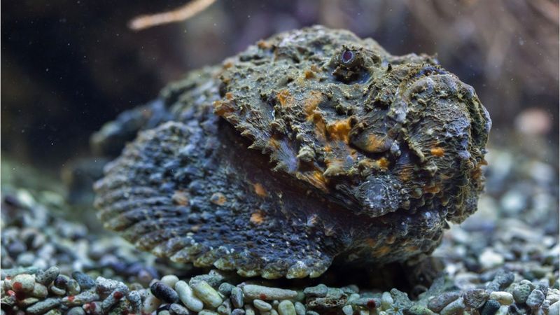 Stonefish