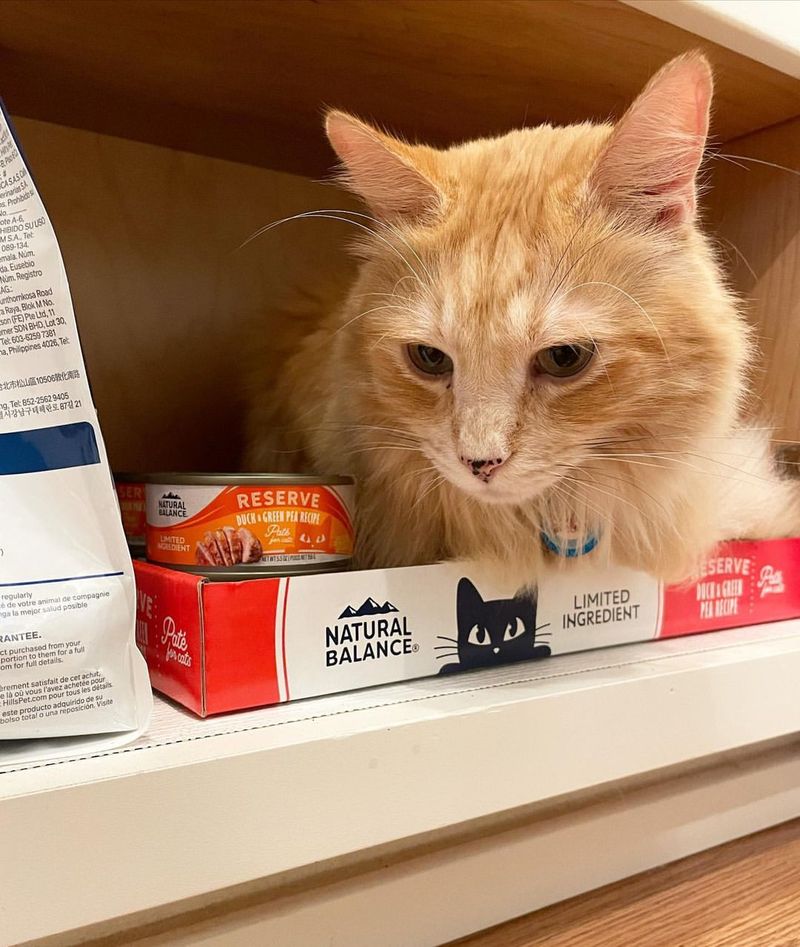 Stop Wasting Money on the Wrong Cat Food and Stick to These 7