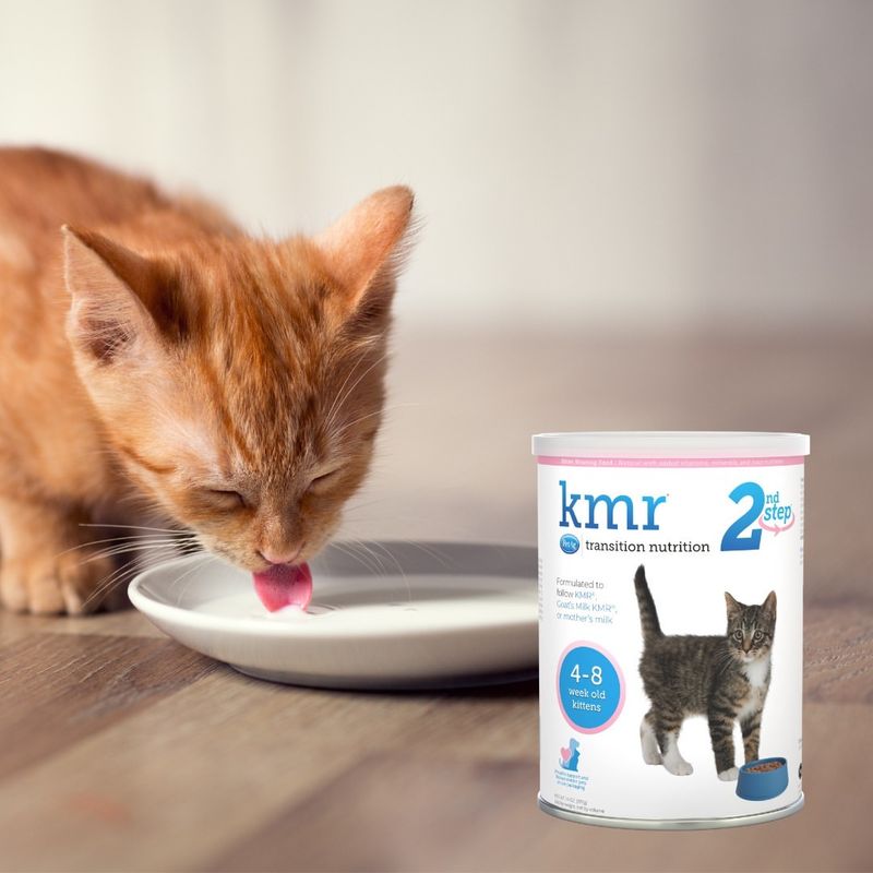 Stop Wasting Money on the Wrong Cat Food and Stick to These 7