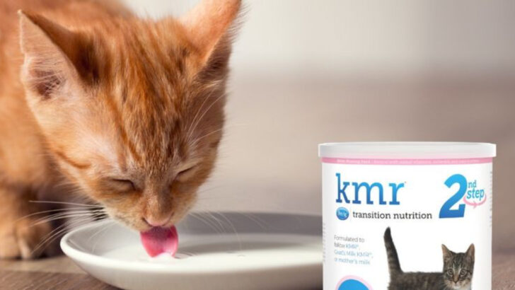 Stop Wasting Money on the Wrong Cat Food and Stick to These 7