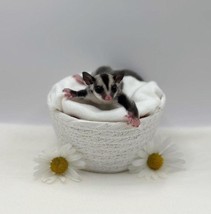 Sugar Glider