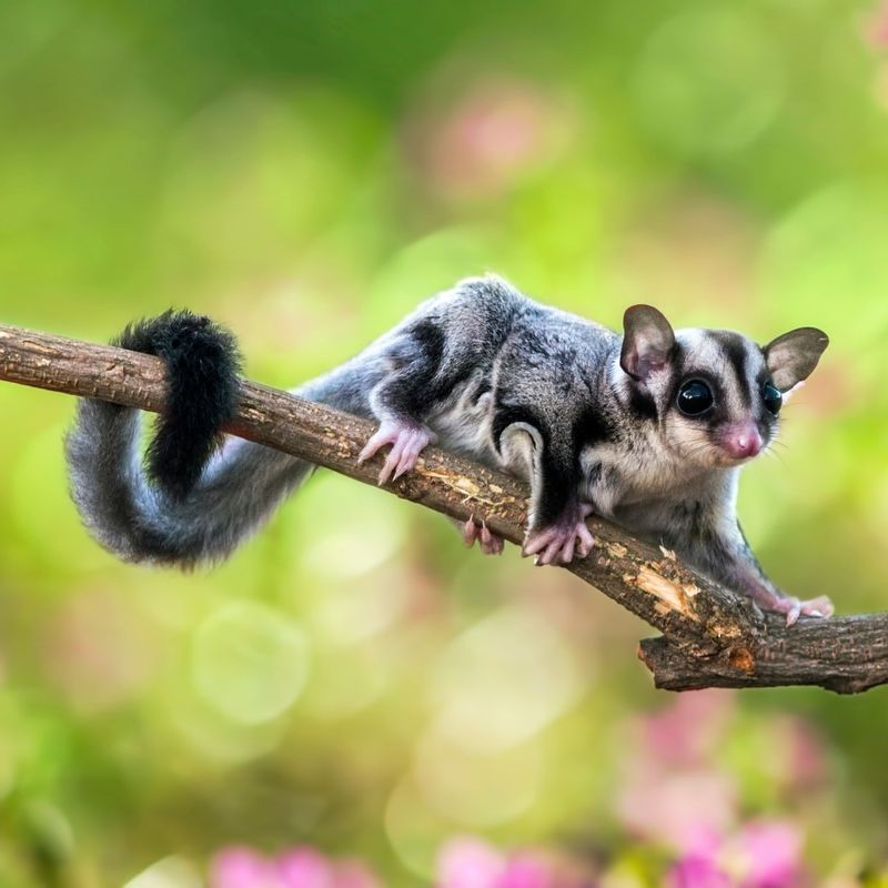 Sugar Gliders