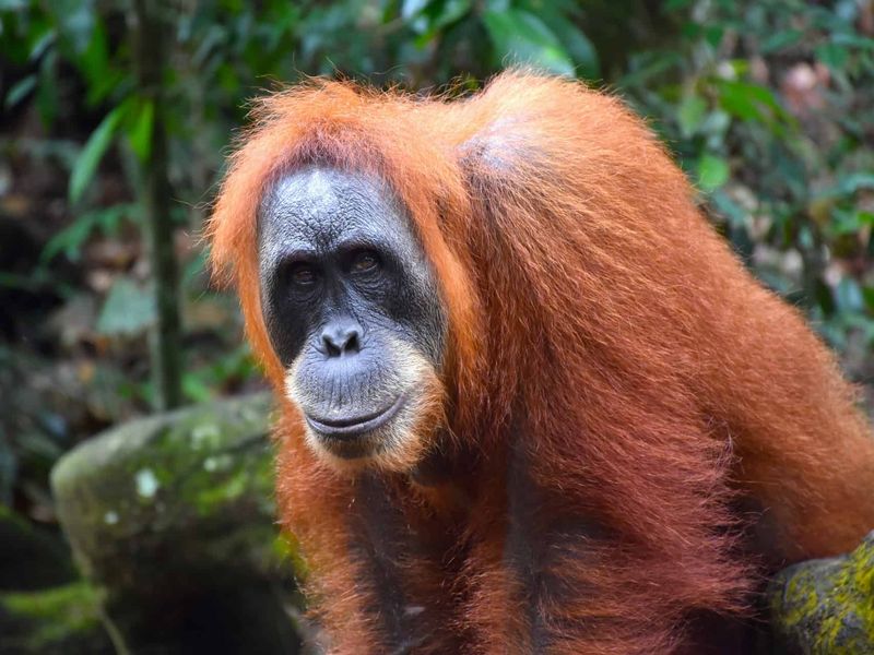 Sumatran Orangutan