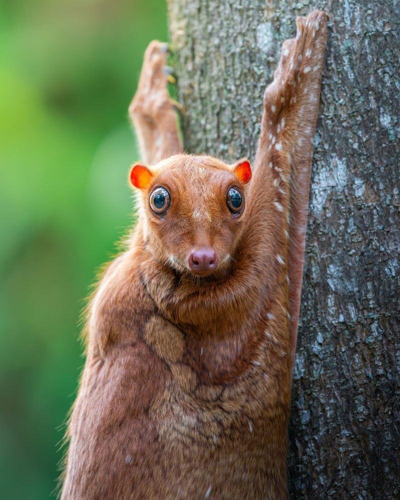 Sunda Colugo