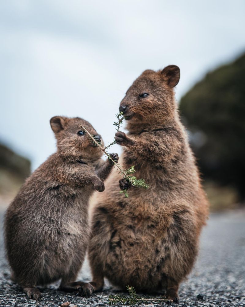 Surprisingly Friendly – 21 Wild Animals You Might Actually Want to Meet