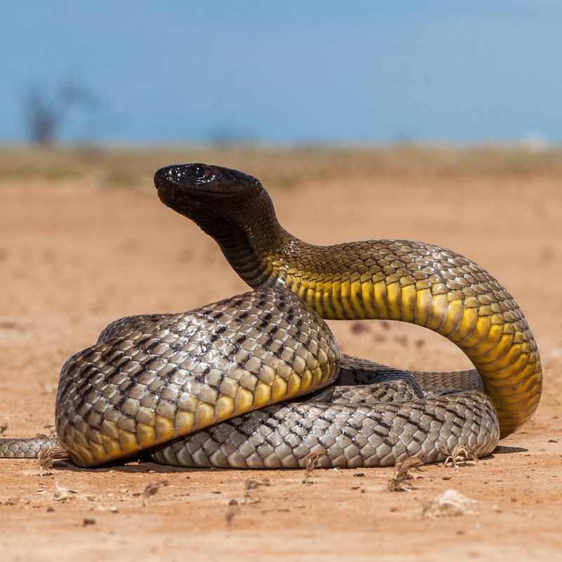 Taipan