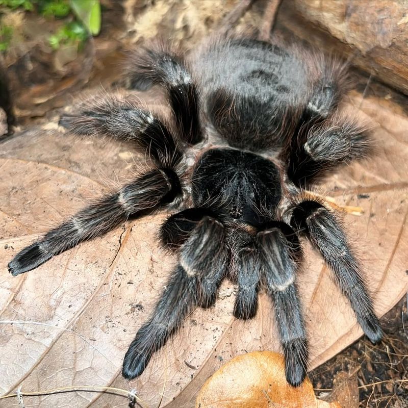 Tarantula