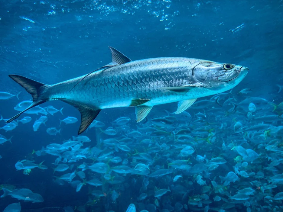 Meet the 10 Fastest Fish in the Ocean, Ranked from Quick to Lightning Fast