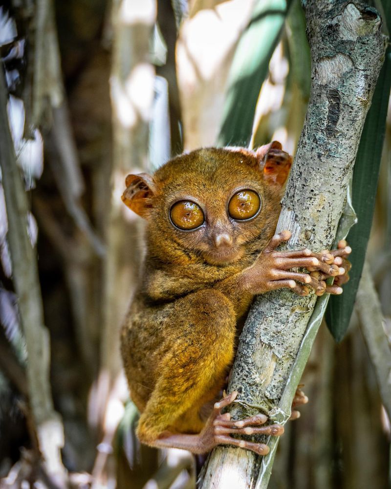 Tarsier