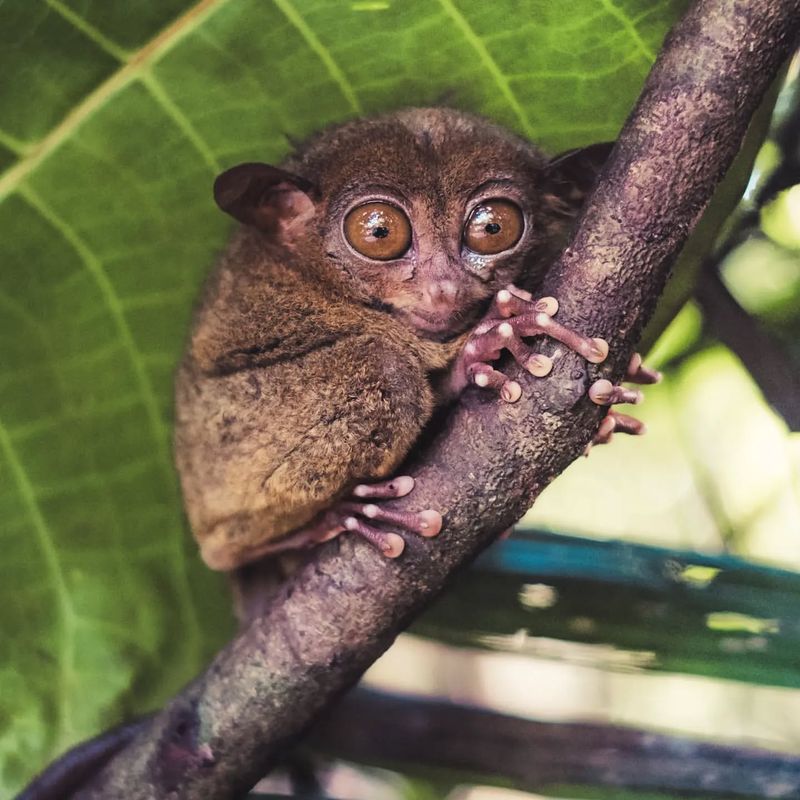 Tarsier