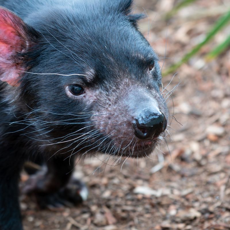 Tasmanian Devil