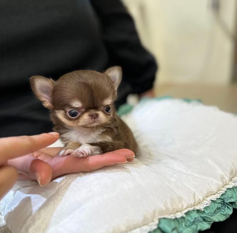 Teacup Chihuahua