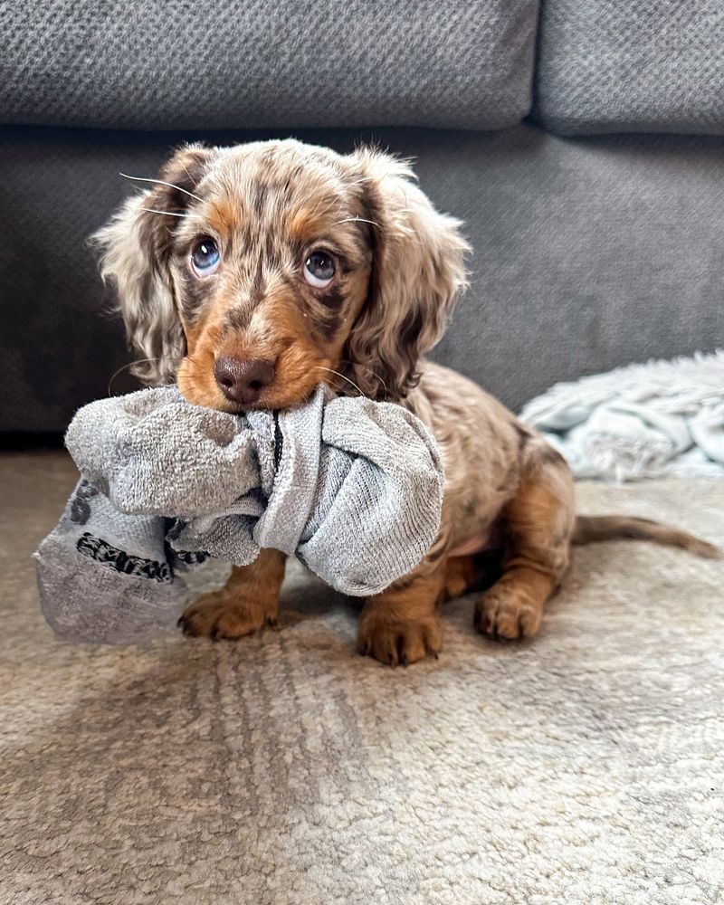 Teacup Dachshund