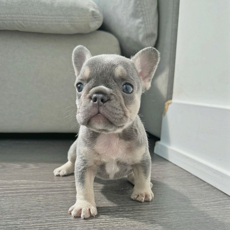 Teacup French Bulldog