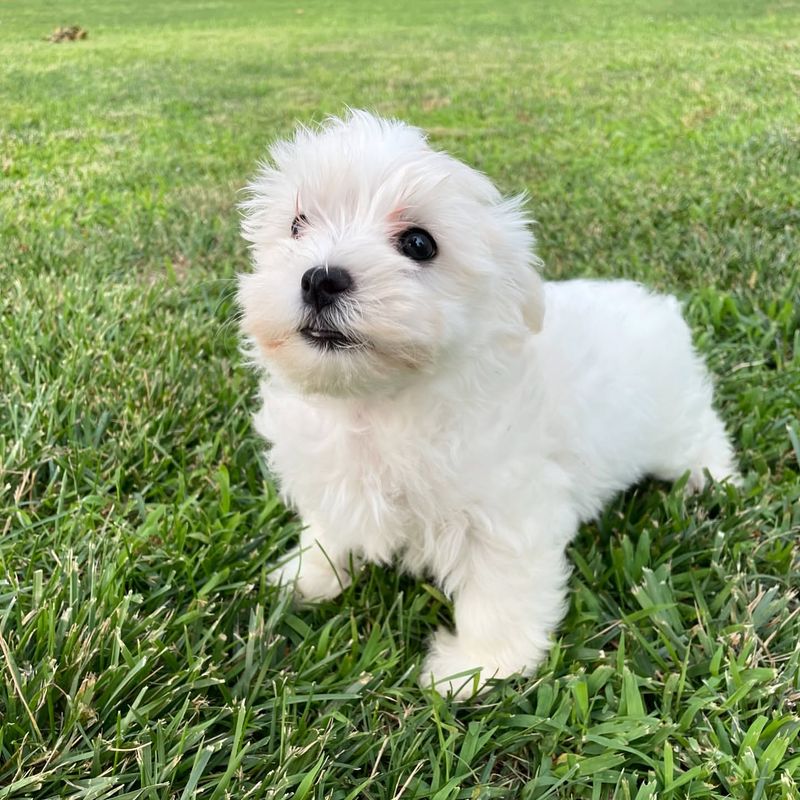 Teacup Havanese