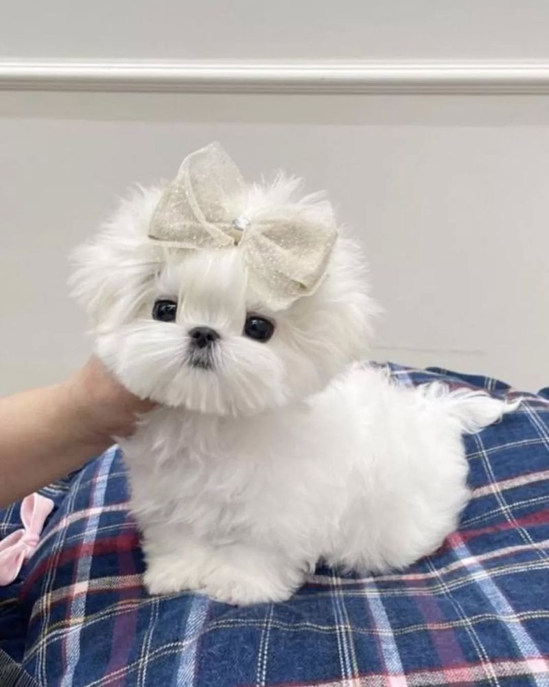 Teacup Maltese