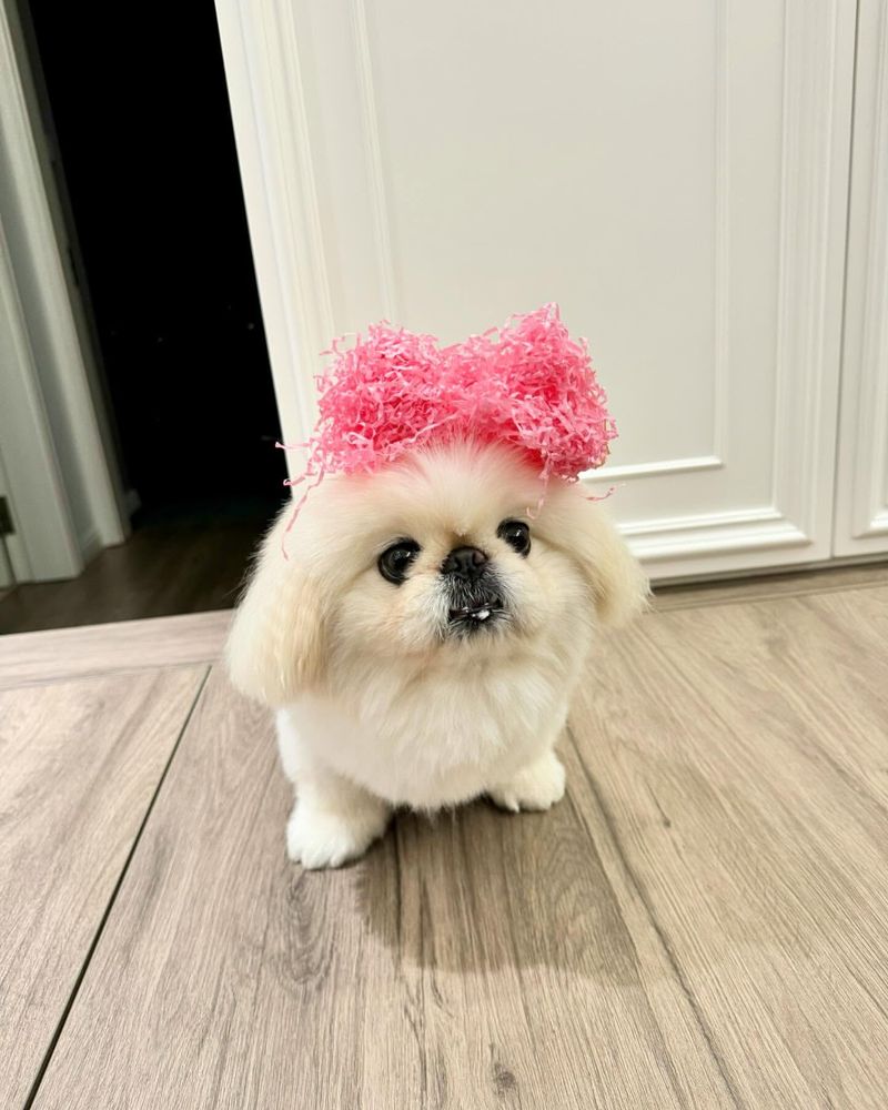 Teacup Pekingese