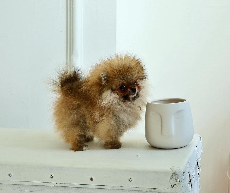 Teacup Pomeranian