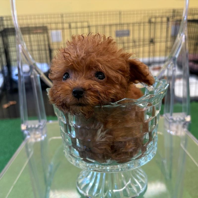 Teacup Poodle