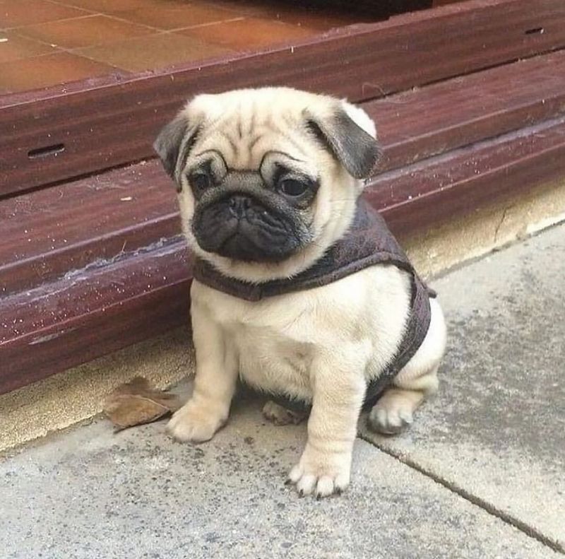 Teacup Pug