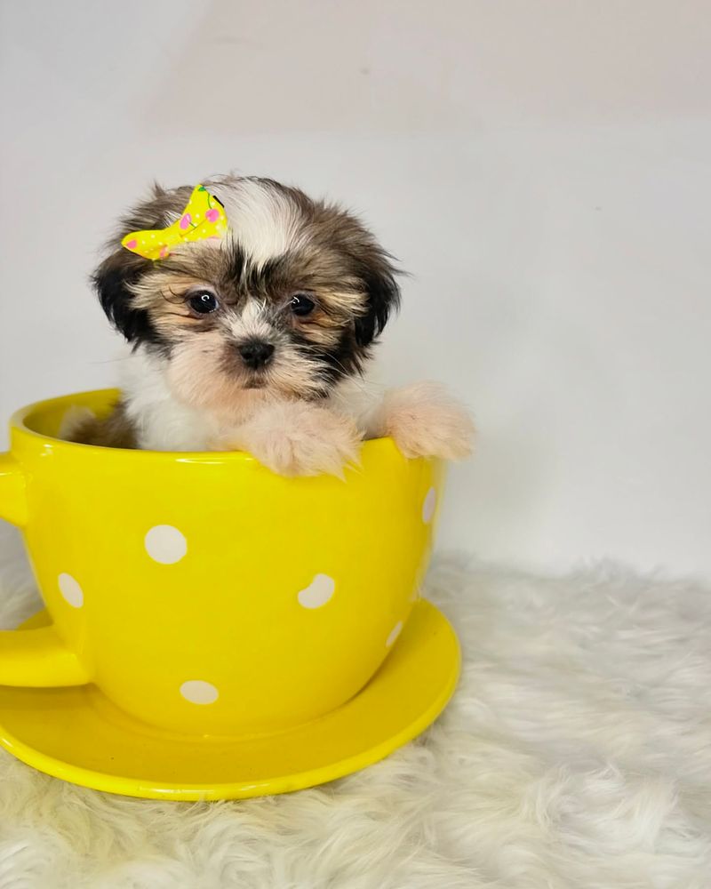 Teacup Shih Tzu