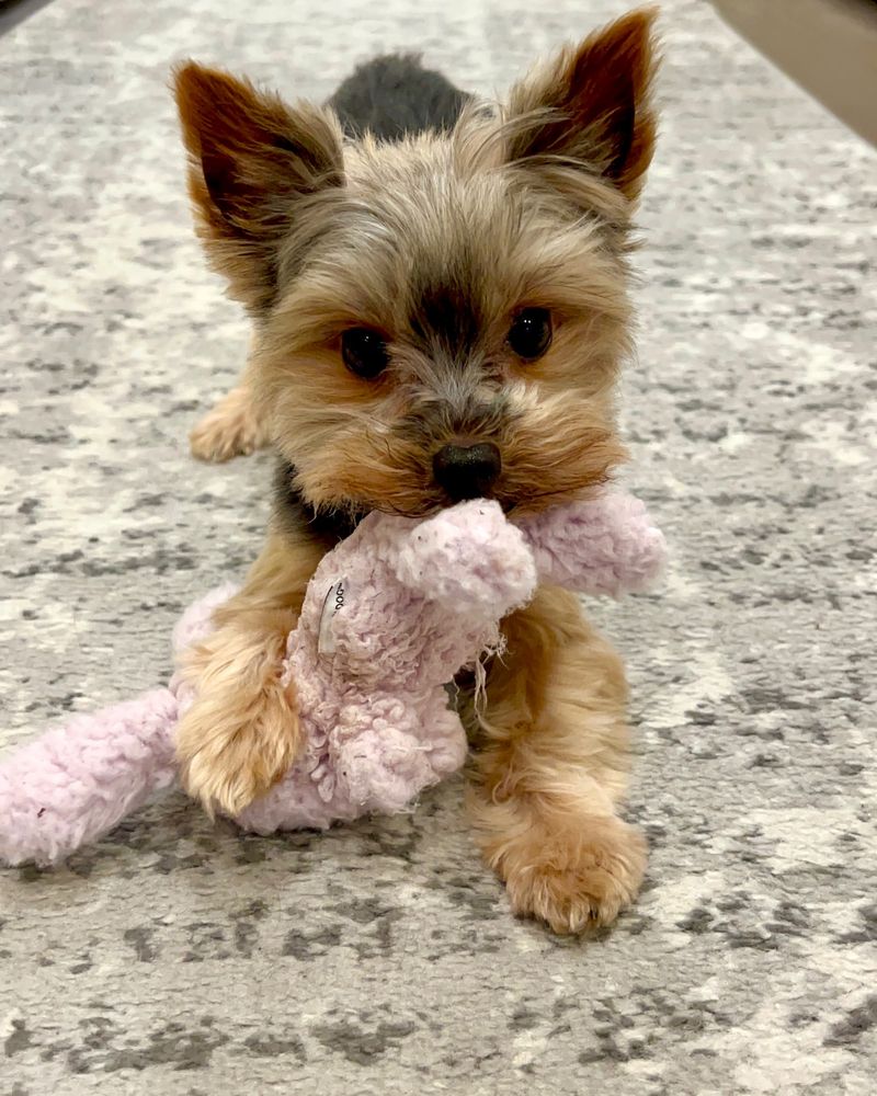 Teacup Terrier