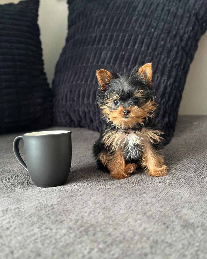 Teacup Yorkie