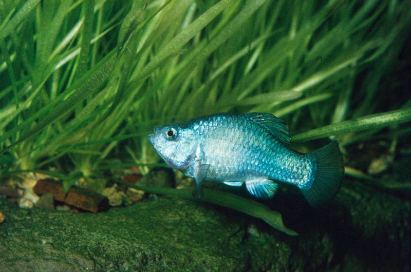 Tecopa Pupfish