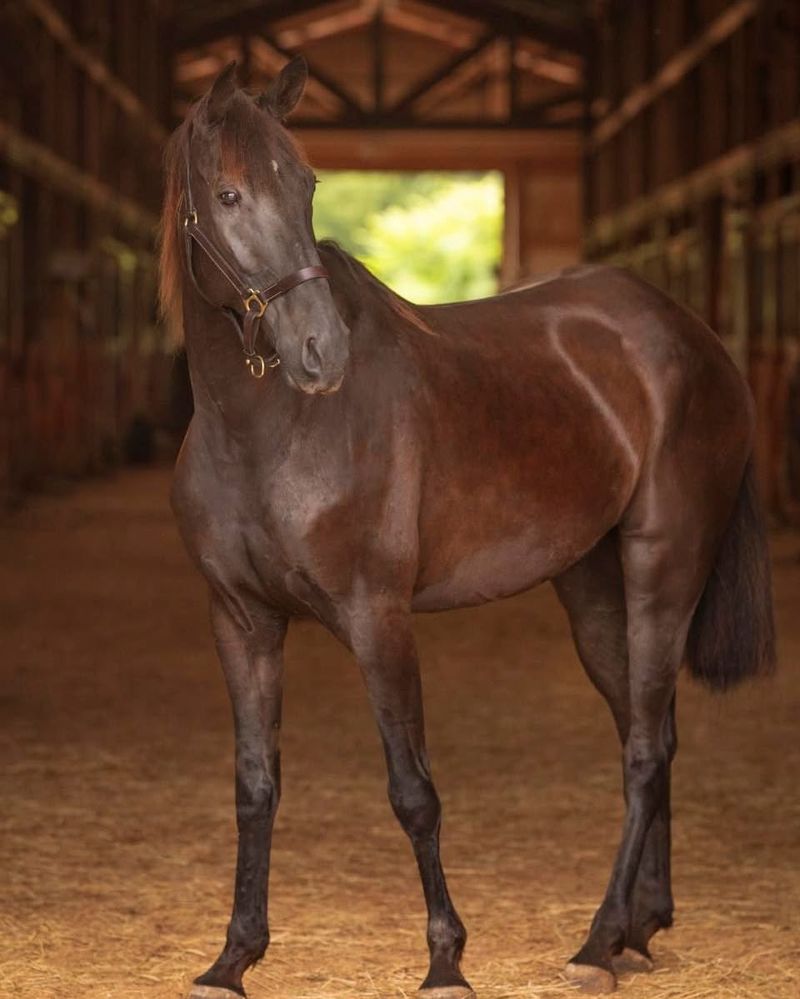 Tennessee Walking Horse