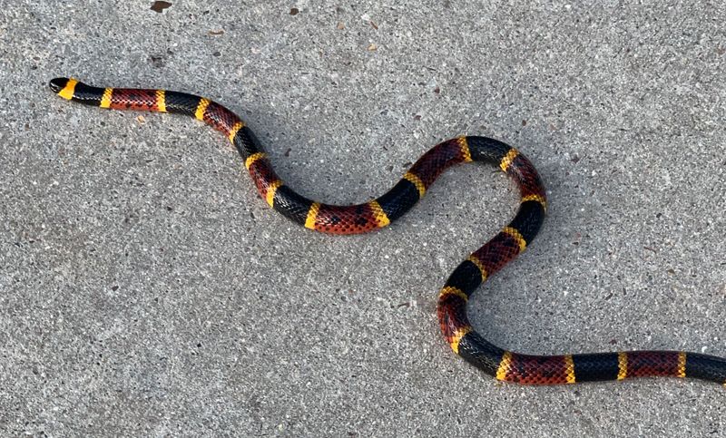 Texas Coral Snake