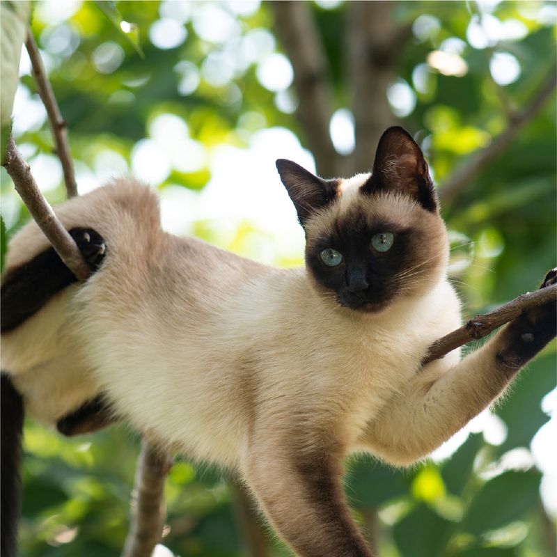 Thai Siamese Cats