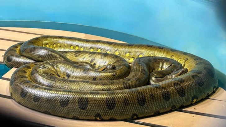 The 10 Biggest Snakes in History You Have to See to Believe