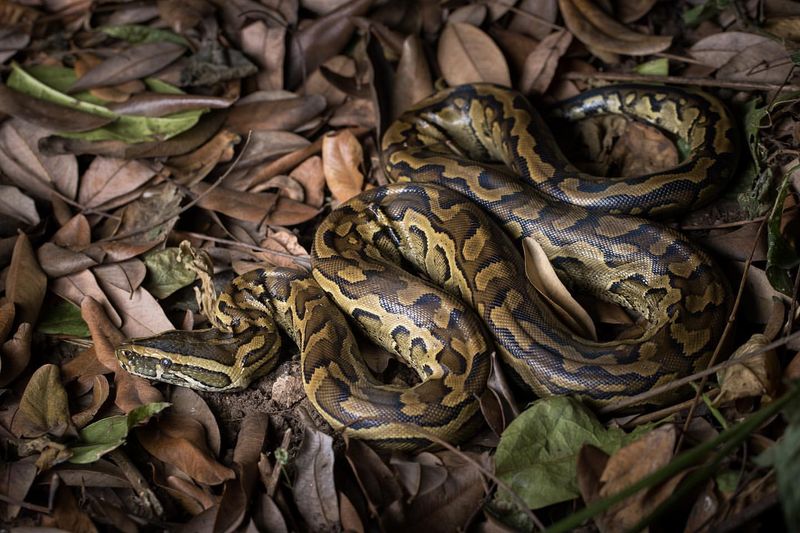 The 10 Biggest Snakes in History You Have to See to Believe