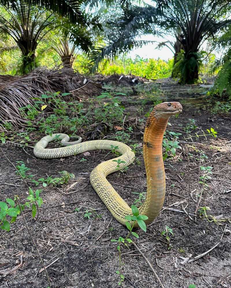 The 10 Biggest Snakes in History You Have to See to Believe