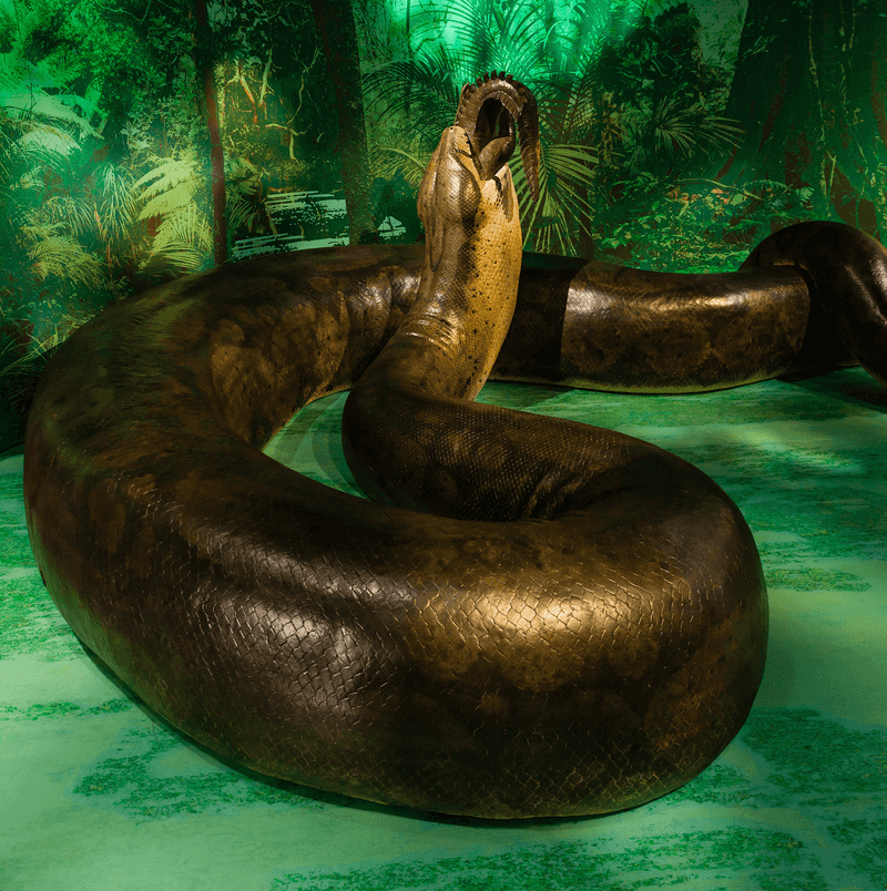 The 10 Biggest Snakes in History You Have to See to Believe