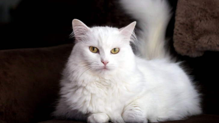 The 10 Most Intelligent Cat Breeds That Will Amaze You