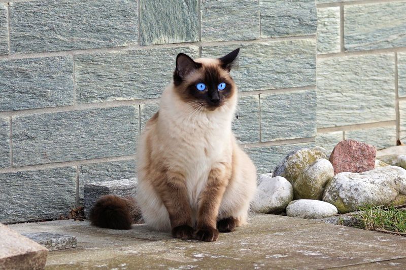 The 12 Most Loyal Cat Breeds That Stick by Your Side Through Thick and Thin