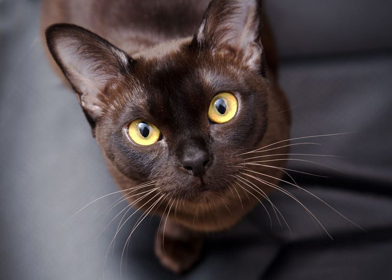 The 12 Most Loyal Cat Breeds That Stick by Your Side Through Thick and Thin