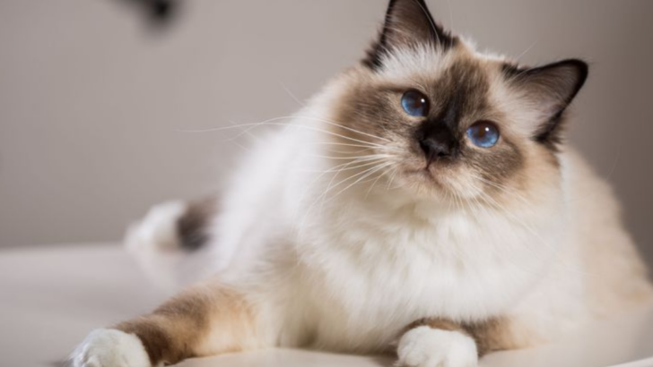 The 12 Most Loyal Cat Breeds That Stick by Your Side Through Thick and Thin