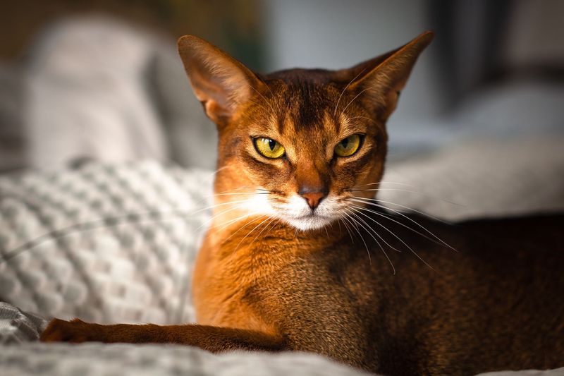 The 12 Most Loyal Cat Breeds That Stick by Your Side Through Thick and Thin