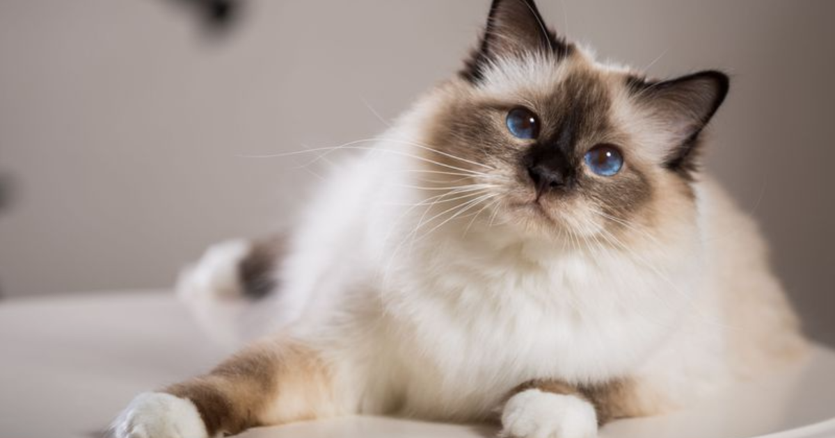 The 12 Most Loyal Cat Breeds That Stick by Your Side Through Thick and Thin