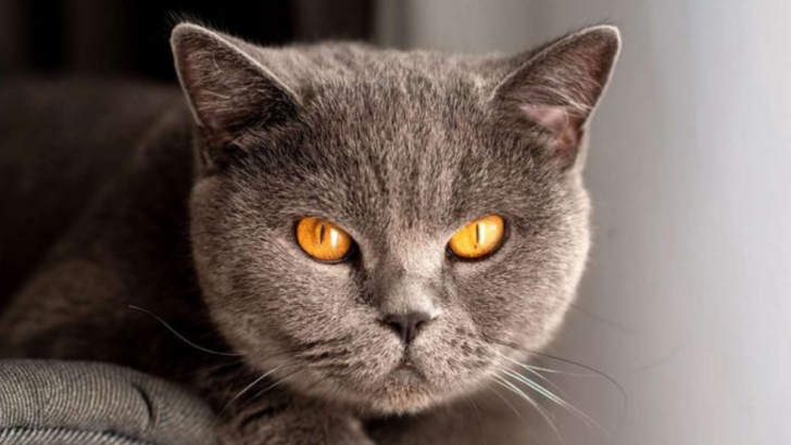 The 15 Most Resilient and Healthy Cat Breeds