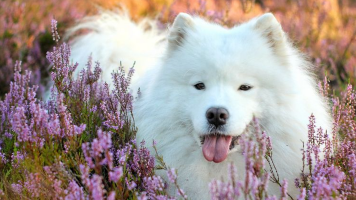 The 27 Most Empathetic Dog Breeds That Will Be In Tune With Your Emotions