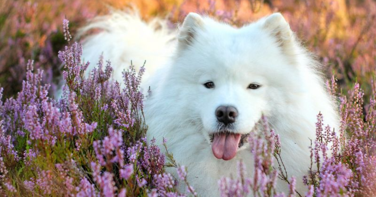 The 27 Most Empathetic Dog Breeds That Will Be In Tune With Your Emotions