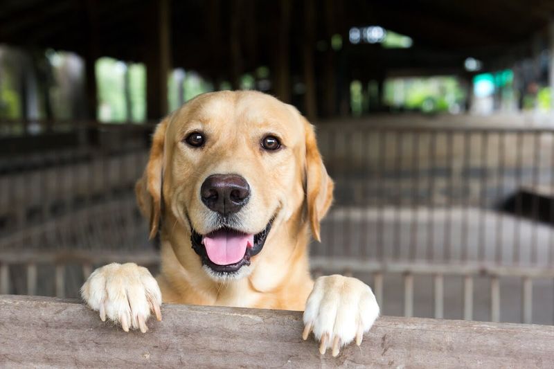 The 27 Most Empathetic Dog Breeds That Will Be In Tune With Your Emotions