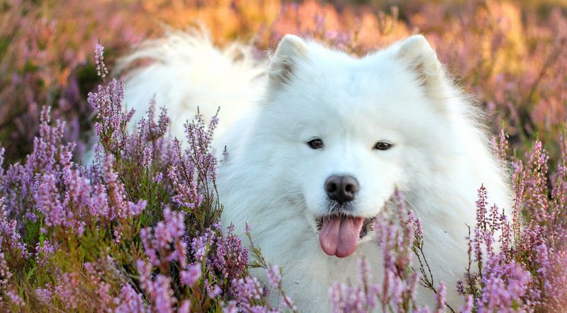 The 27 Most Empathetic Dog Breeds That Will Be In Tune With Your Emotions