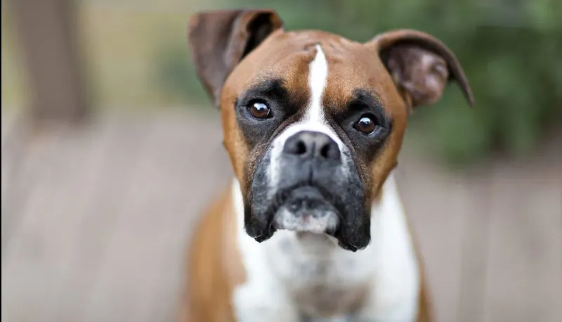 The 27 Most Empathetic Dog Breeds That Will Be In Tune With Your Emotions