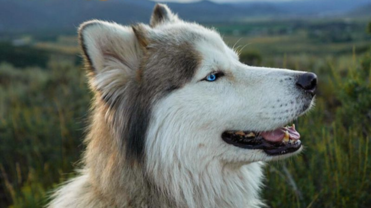 The 5 Best (and 5 Worst) Things About Adopting a Siberian Husky