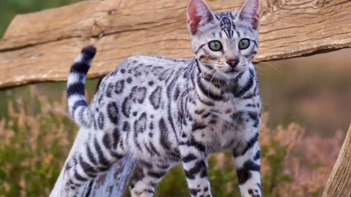 The 6 Meanest Cat Breeds Known for Being Challenging